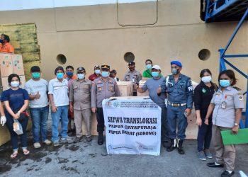 Bersama BKSDA, Karantina Pertanian Manado Translokasi 107 Satwa Endemik Papua