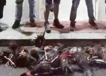 Polisi Grebek Lokasi Judi Sabung Ayam di Matungkas,16 Orang Lari Kocar-Kacir