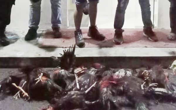 Polisi Grebek Lokasi Judi Sabung Ayam di Matungkas,16 Orang Lari Kocar-Kacir