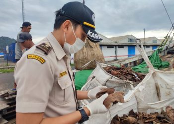Bernilai Ekonomis Tinggi, Produk Turunan Kopra Jadi Komoditas Primadona Ekspor Sulut