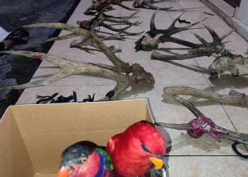 Karantina Pertanian Manado Gagalkan Upaya Penyelundupan Satwa Dilindung