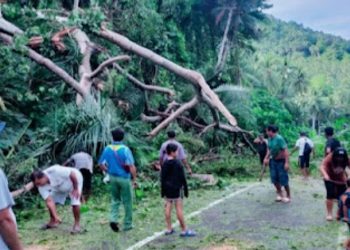 Diterpa Angin Kencang, Pohon dan Tiang Listrik di Kareko Bitung Tumbang