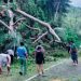 Diterpa Angin Kencang, Pohon dan Tiang Listrik di Kareko Bitung Tumbang