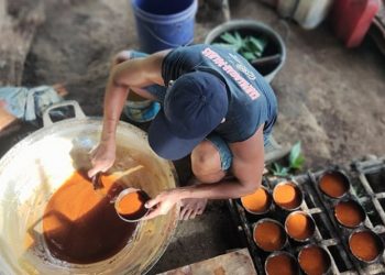 Pasar Ekspor dan Domestik Makin Gemari Gula Merah Sulut