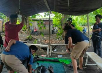 Pelaku Judi Sabung Ayam di Kota Bitung Lari Pontang Panting saat Digerebek Polisi