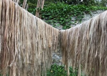 Serat Abaka, Potensi Ekspor dari Nusa Utara