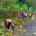 Pohoh Tumbang di Jalan Sudirman Manado, 1 Kendaraan Ringsek