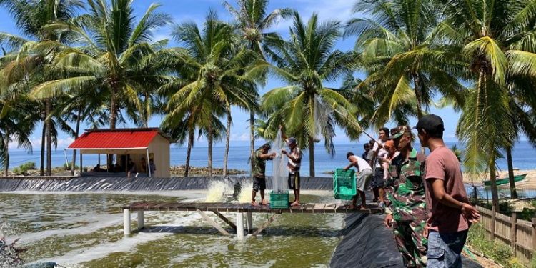 Budidaya Udang Vaname Menjanjikan, Produksi Capai 2 Ton per Triwulan