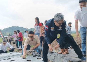 Komoditas Stevia Potensial Dikembangkan di Minahasa 