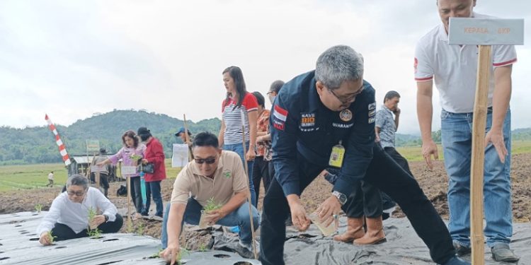 Komoditas Stevia Potensial Dikembangkan di Minahasa