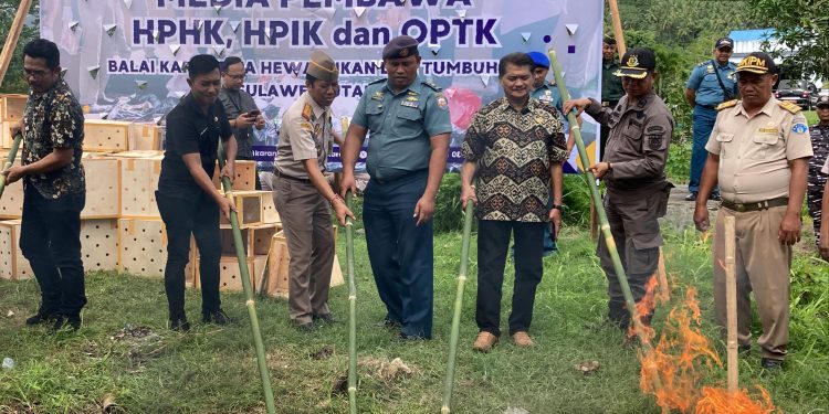 Tidak Miliki Dokumen Karantina, Puluhan Ekor Ayam Filipina Dimusnahkan