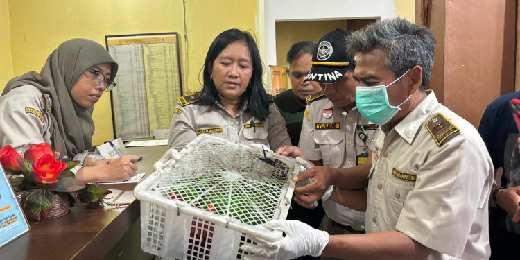 Karantina Sulawesi Utara Gagalkan Penyelundupan Satwa Liar Dilindungi