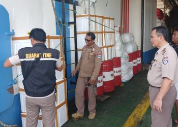 Pengiriman Daging Babi Tanpa Dokumen Karantina Berhasil Digagalkan