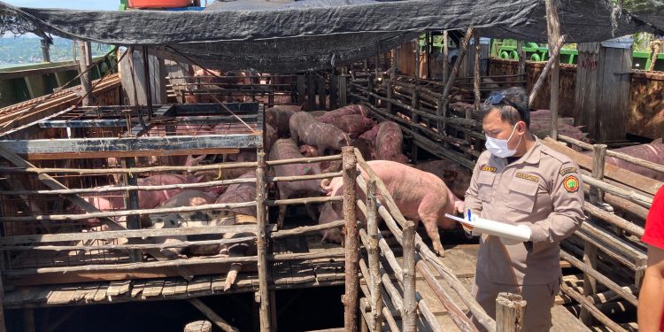 Barantin Pastikan 750 Ekor Babi Sehat dan Aman Masuk Sulawesi Utara