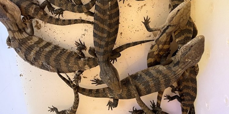 Barantin Berhasil Gagalkan Penyelundupan Seratusan Satwa Dilindungi di Papua Selatan