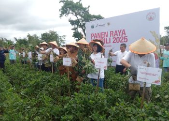 Pertamina Geothermal Energy Pacu Produksi Petani Tonsewer dengan Pupuk Katrili
