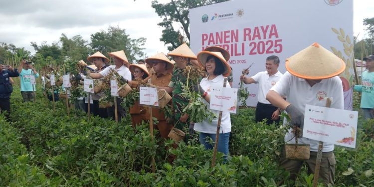 Pertamina Geothermal Energy Pacu Produksi Petani Tonsewer dengan Pupuk Katrili