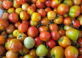 Berikut Ini Harga Barito di Pasar Bersehati Manado Versi Dinas Ketahanan Pangan Sulut