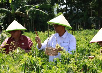 Panen Cabai Koperasi Tani RPKT Minahasa, BI Sulut Dukung Petani Milenial