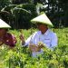 Panen Cabai Koperasi Tani RPKT Minahasa, BI Sulut Dukung Petani Milenial