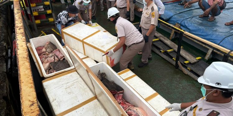 Karantina Sulut Tahan 800 Kg Daging Celeng Tanpa Dokumen di Pelabuhan Samudera Bitung