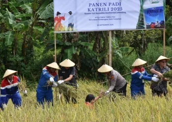 Gunakan Booster Silika, PGE Lahendong dan UGM Panen Padi di Tomohon