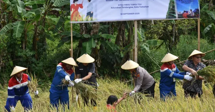 Gunakan Booster Silika, PGE Lahendong dan UGM Panen Padi di Tomohon