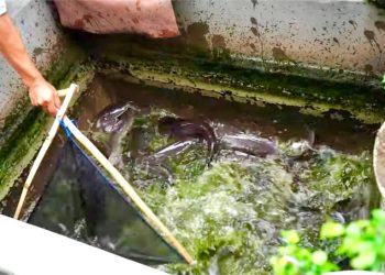 Mengenal Desa Rejoagung, Potensi Desa Meningkat Setelah Program Penataan Akses Reforma Agraria