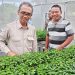 Dukung Anggota Patua, Kepala BI Sulut Kunjungi Smart Green House di Talaud