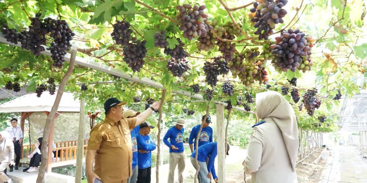 Kawasan Agrowisata Favorit Kota Palu, Kebun Anggur Duyu Bangkit Bukti Kerja GTRA