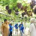 Kawasan Agrowisata Favorit Kota Palu, Kebun Anggur Duyu Bangkit Bukti Kerja GTRA